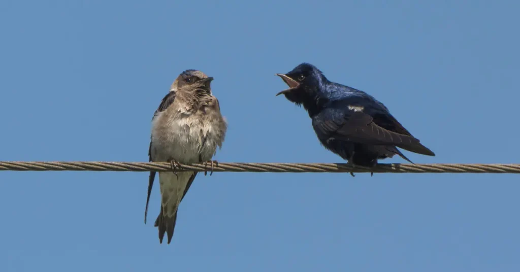 A Pair of Purple Martins