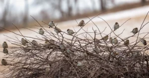 A Flock of English Sparrow