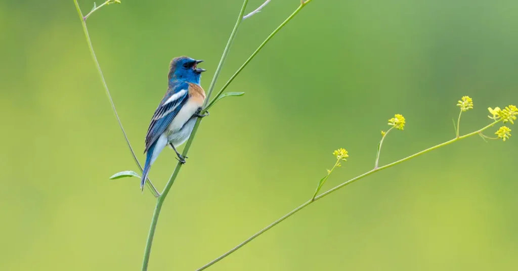 A Luzuli Bunting Singing