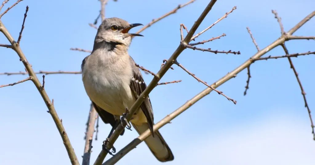 A Northern mockingbird singing