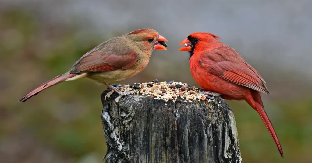 Northern Cardinals Feeding