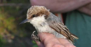Bahama Nuthatch, a Rare Bird on the Edge of Extinction