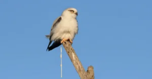 A Black-shouldered Kite Pooping
