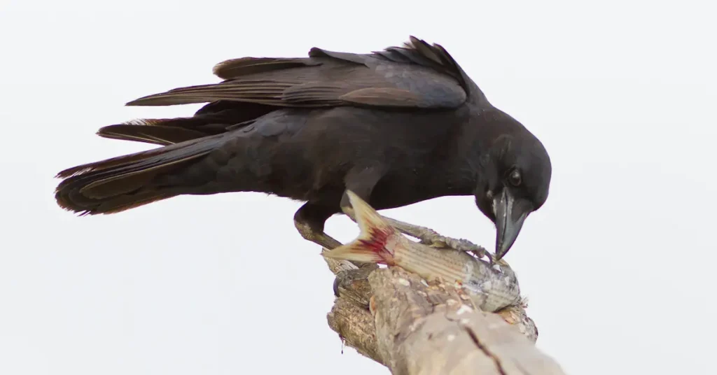 A Fish Crow