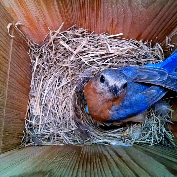 Nest Box Live Bluebird