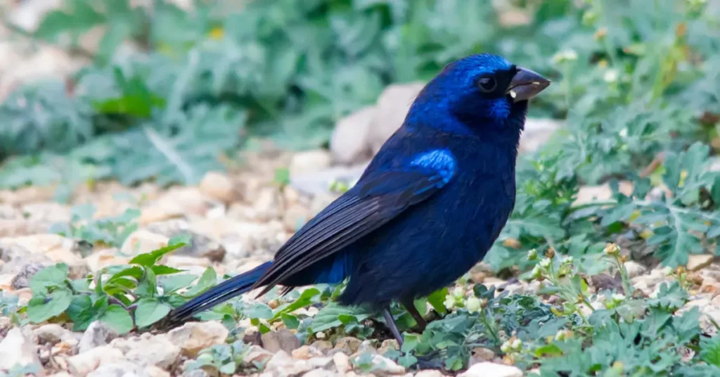 A Blue Bunting