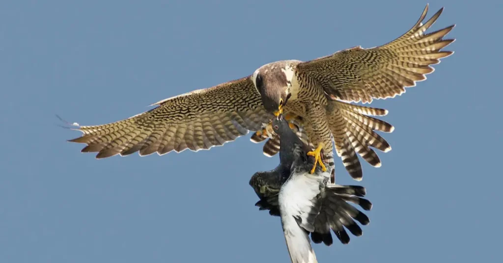 A Peregrine Falcon eating a pigeon.