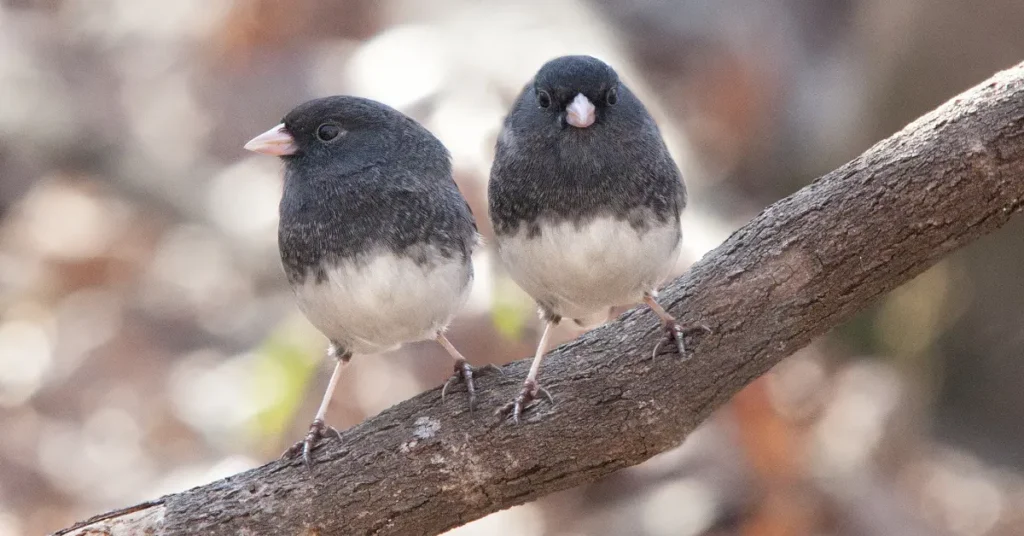 A pair of Dark-eyed Juncos, birds who can smell to tell a female from male.