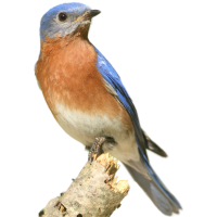 Eastern Bluebird