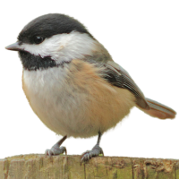 Black-capped Chickadee