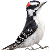 Downy Woodpecker