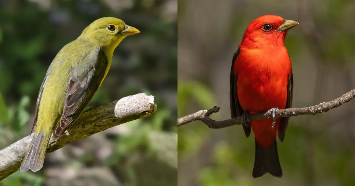 Comparision pictures of a female and male scarlet tanager.