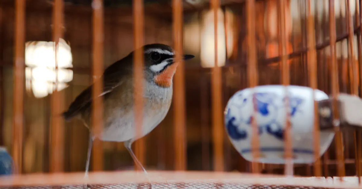 Freeing birds from a cage - Robin