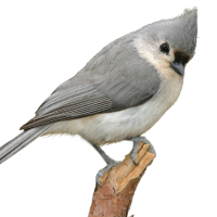 Tufted Titmouse