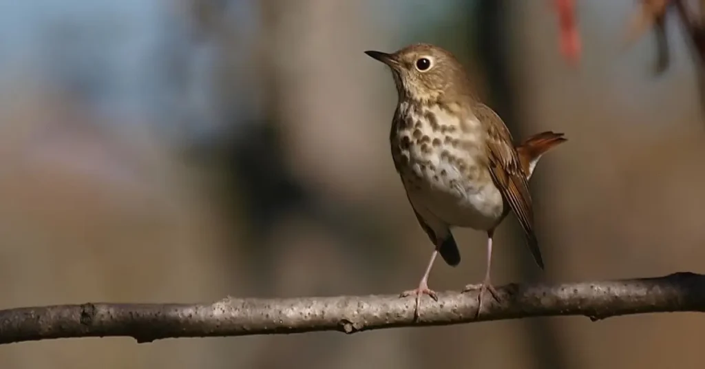 A hermit thrush perched on a branch.
