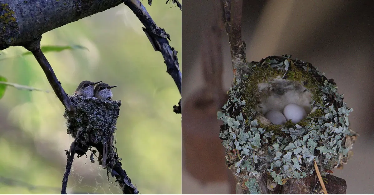 Two images of a hummingbird nest demonstrating how seamlessly they blend into the trees and foliage where they are made.