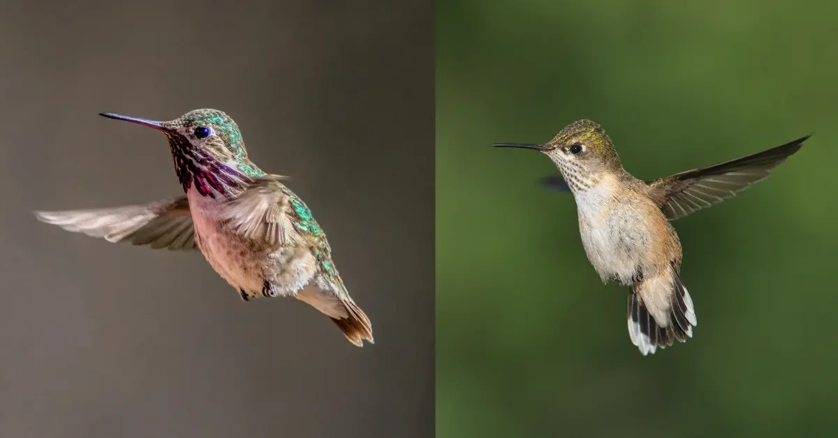 Comparison images of a male Calliope hummingbird and a female Calliope hummingbird.