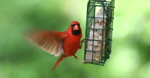 A cardinal using a suet bird feeder.