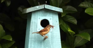 A carolina wren using a nest box.