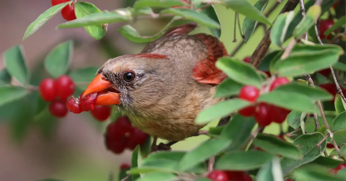 A female cardinal eating berries.