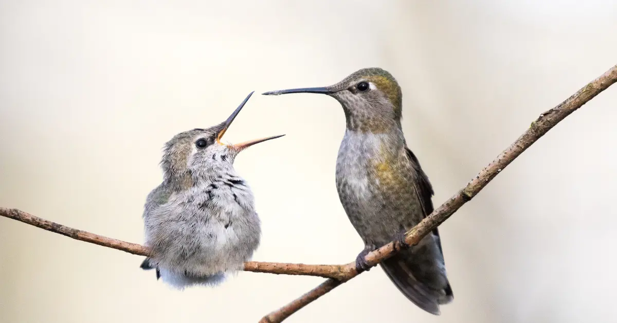 A hummingbird fledgling begging for food off its parent.