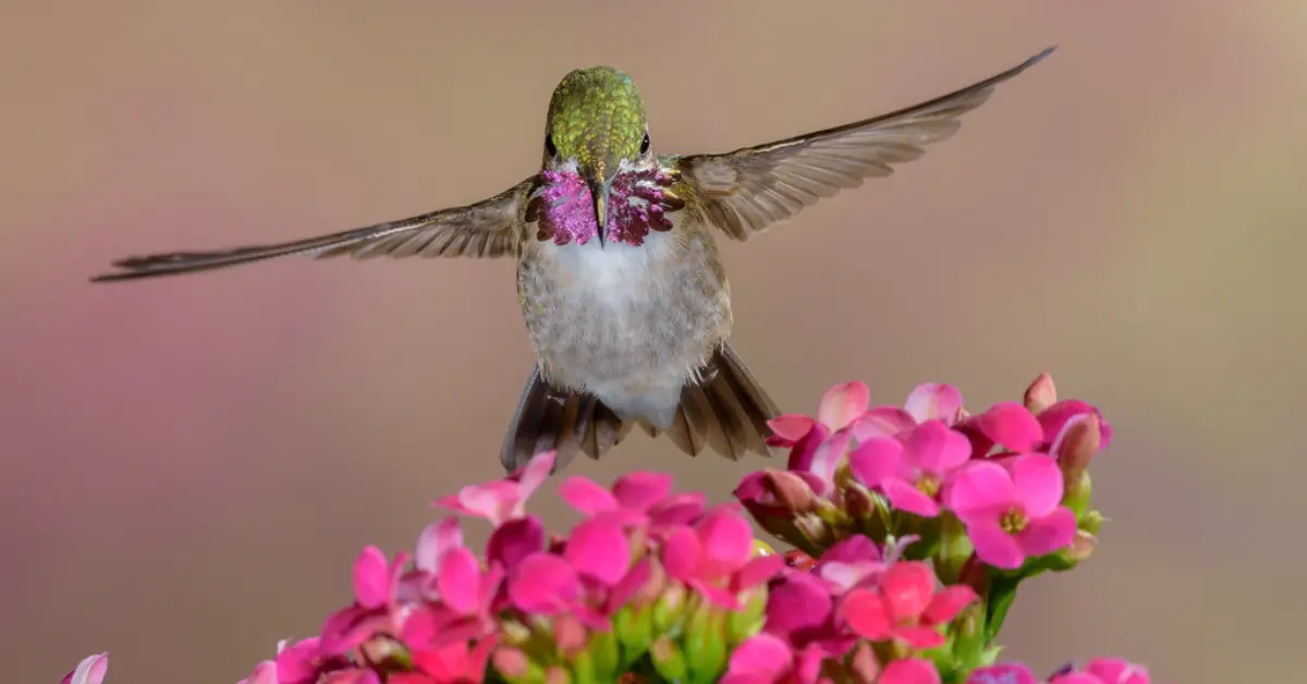 A male Calliope hummingbird hovering motionless above pink foliage.