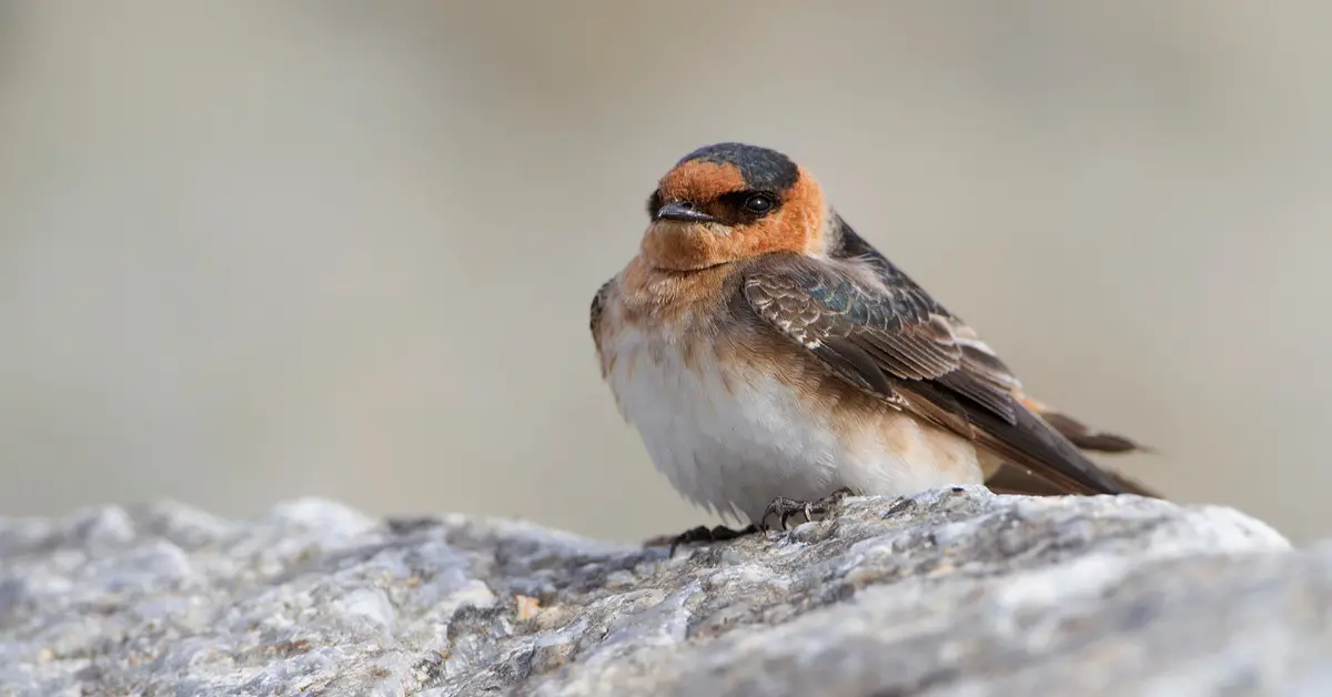 A Cave Swallow hunkered down on the top of a large rock.