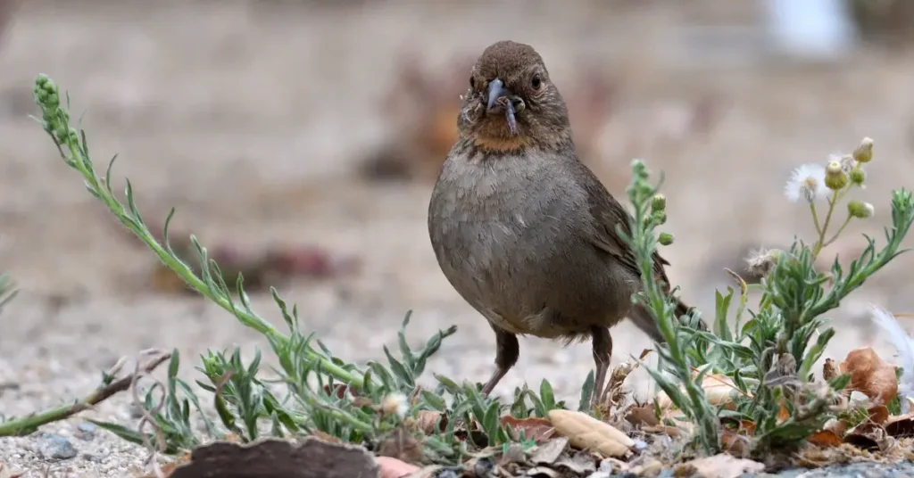 A California towhee foraging for insects on the ground.