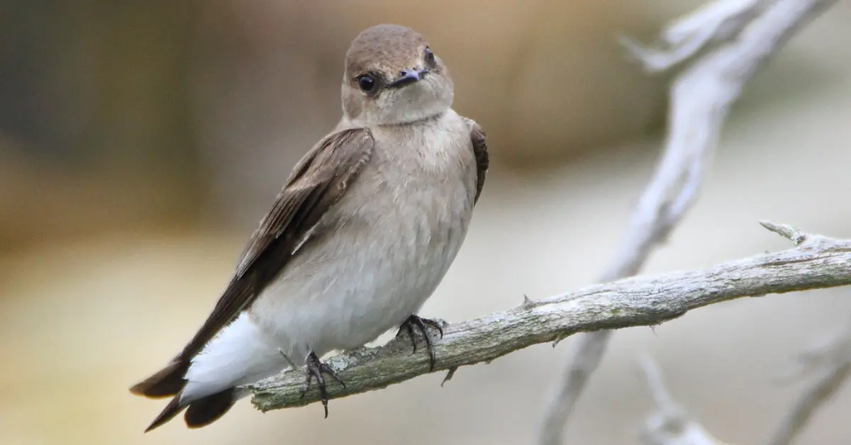 A Northern Rough-winged Swallow resting on a dead branch.