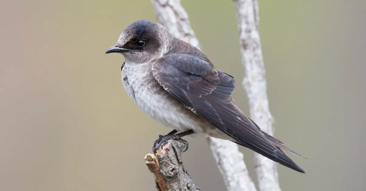 A Purple Martin perched on top of a thick stick.