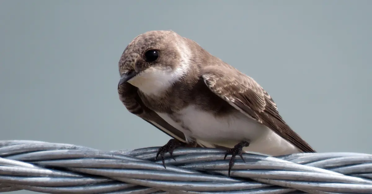 A Bank Swallow perched inquistively on an electrical line.