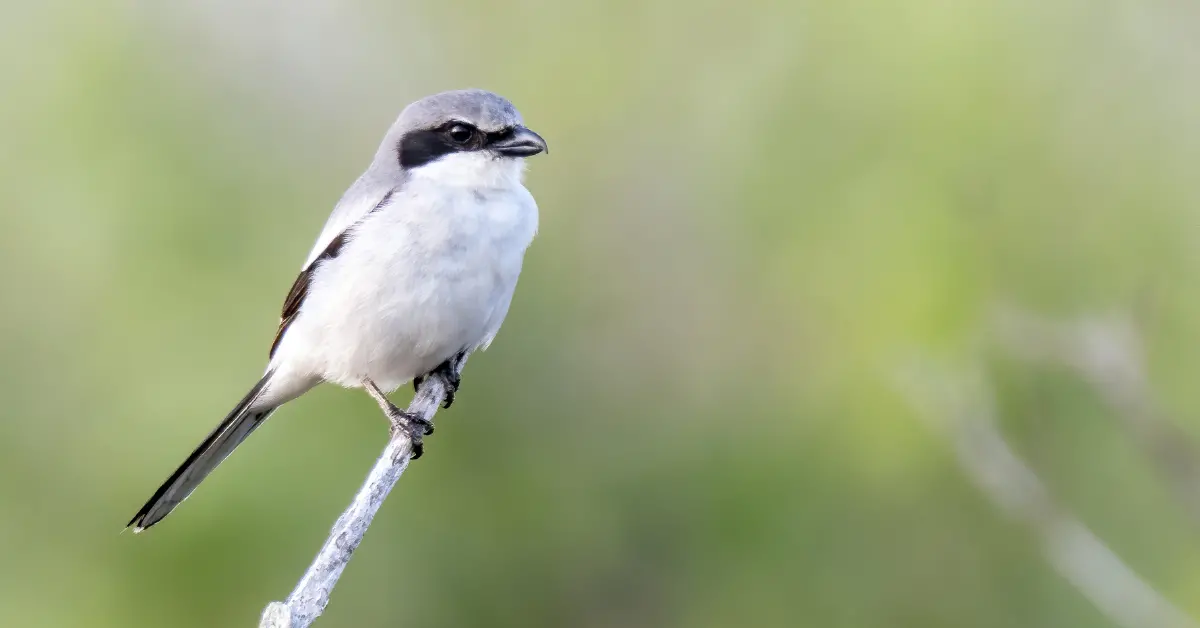 A loggerhead shrike perched on top of a small stick.