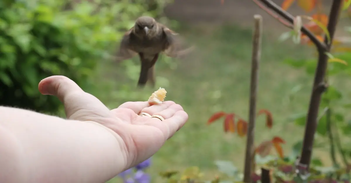 A bird flying towards a person's hand who is holding food.