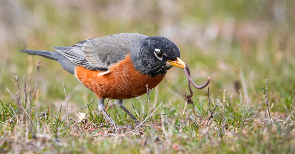 An American robin eating a worm from a lawn.