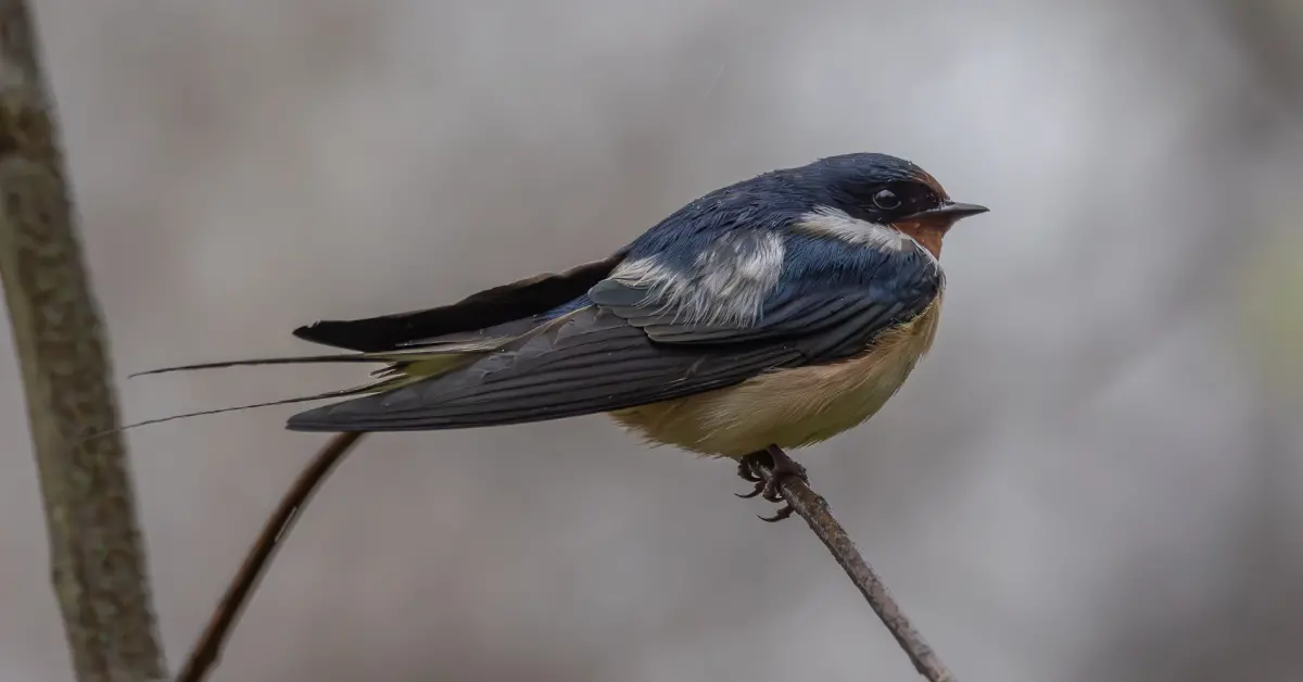 A Barn Swallow resting on a thin, curved branch