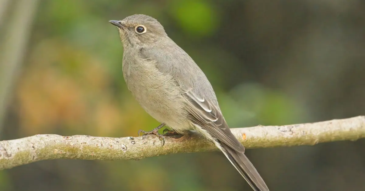 A Townsend's solitaire sat on a thick branch.