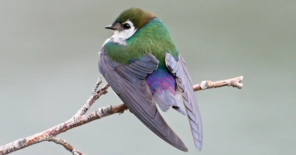 The colourful Violet-Green Swallow stretching its wings from its perch on a thin branch.