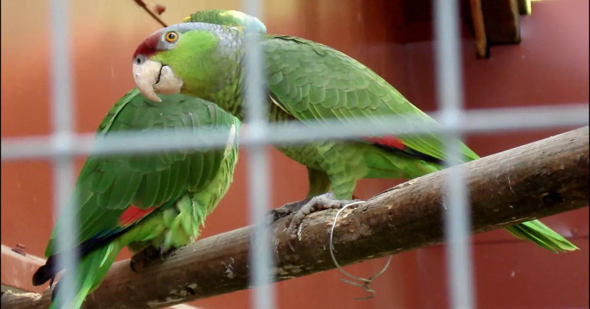 Two parrots being kept as pet birds perched on a wooden pole in a cage.