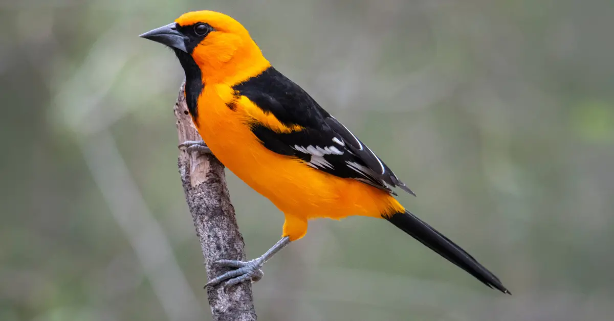 An Altamira Oriole perched at the end of a thick branch.