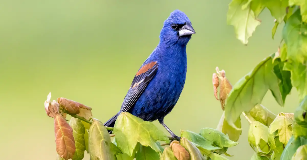 A blue grosbeak perched on a leafy branch.