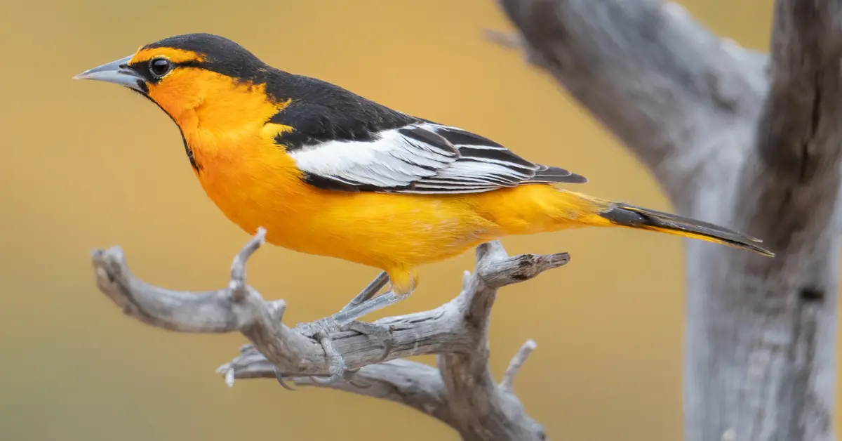 A Bullock's Oriole on a dead tree.