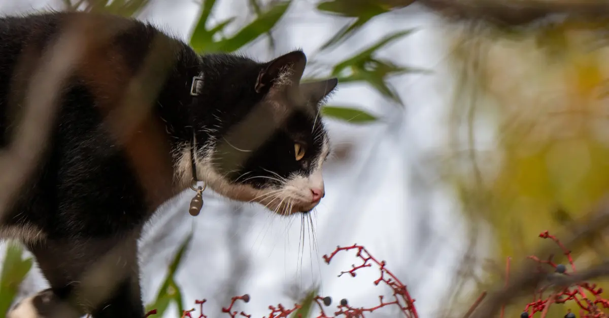 A black and white cat with a belled collar.