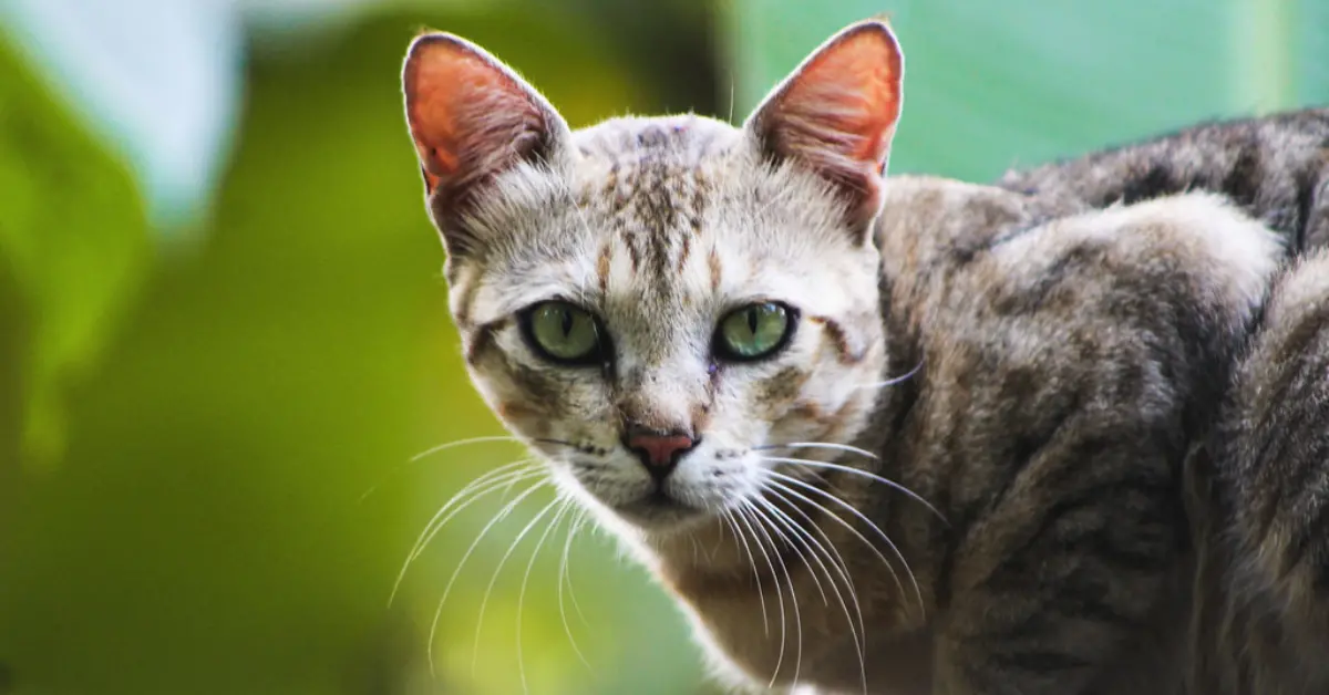 A close-up image of a brown cat.