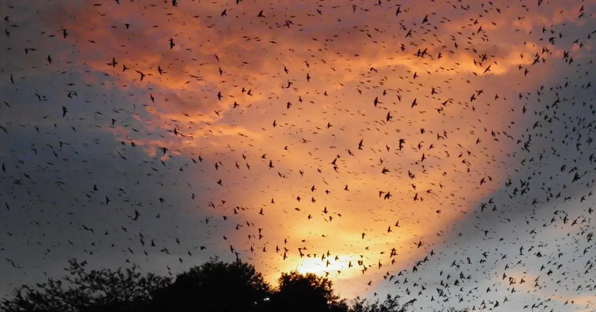 A huge group of migrating martins flying above the trees as the sun sets.