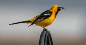 A Hooded Oriole on top of a metal fence.