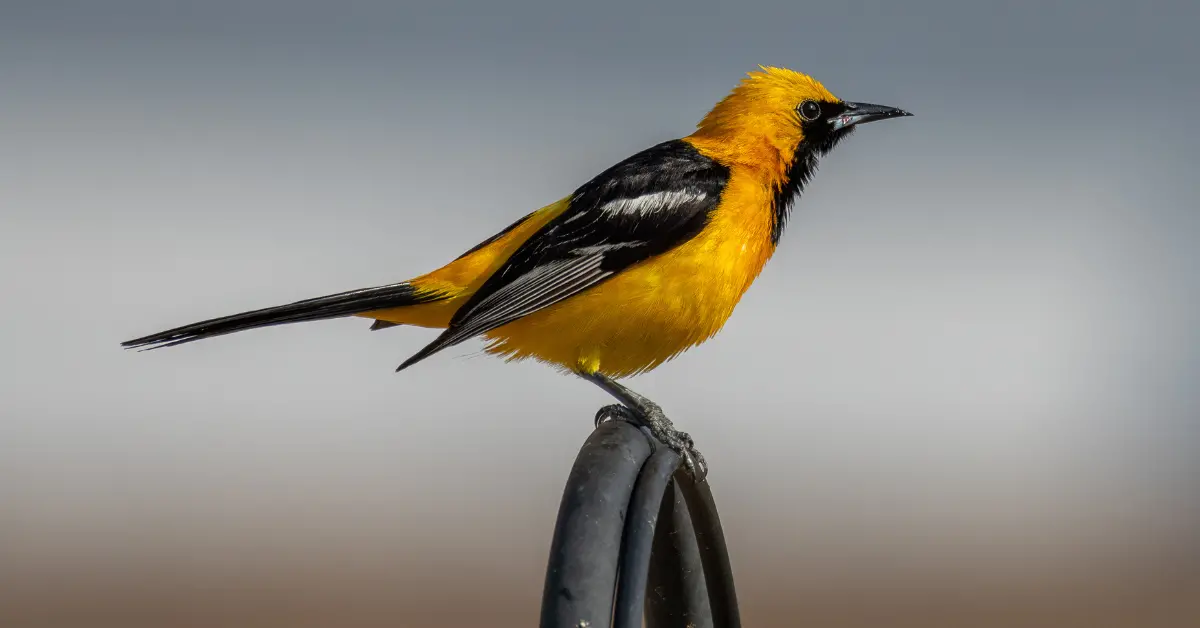 A Hooded Oriole on top of a metal fence.