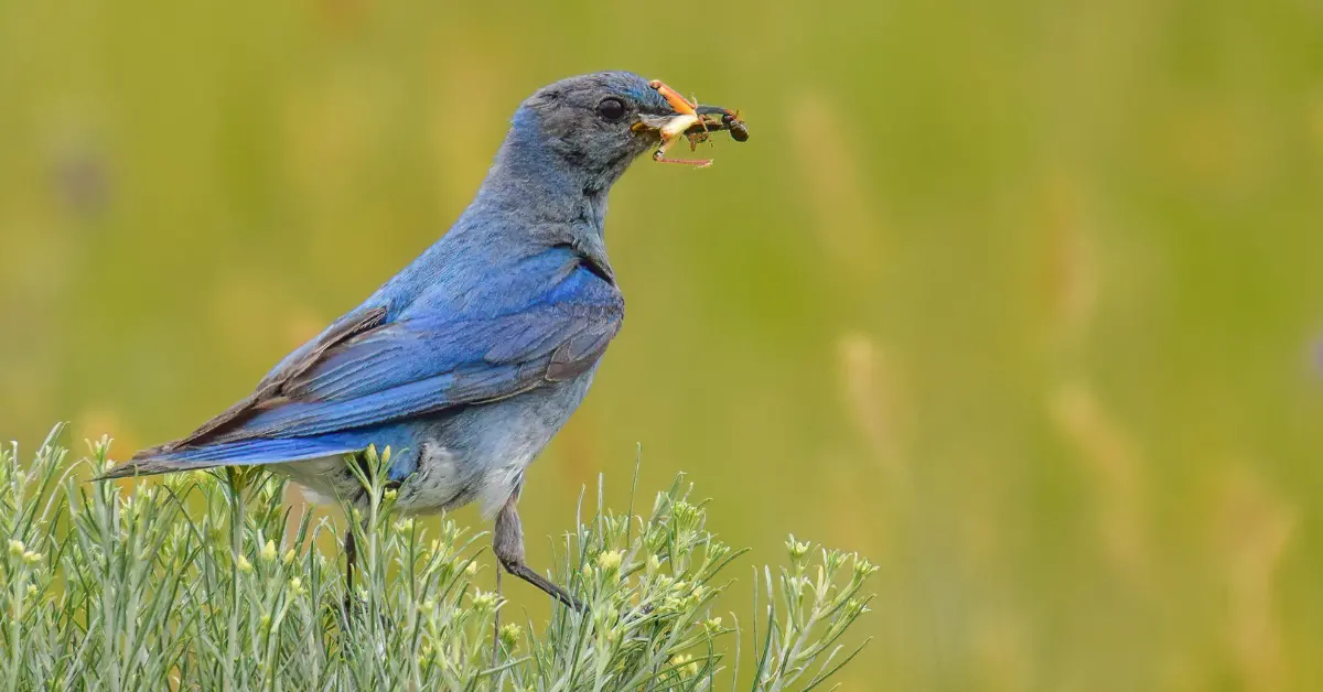A mountain bluebird eating an insect perched on top of a shrub.