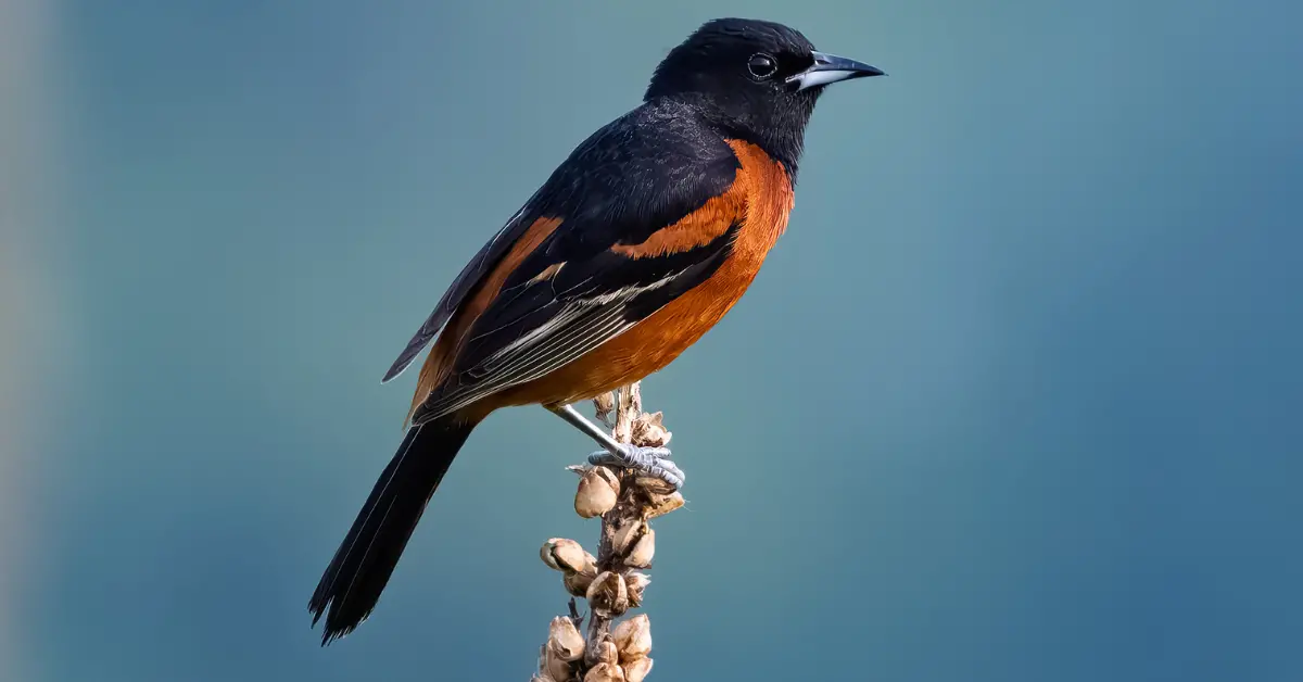 An Orchard Oriole on top of a dead plant.