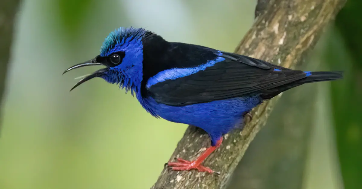 A close-up shot of a red-legged honeycreeper resting on a thick tree branch.