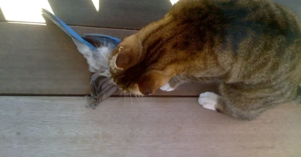 A ginger cat looks over the bird it has killed.